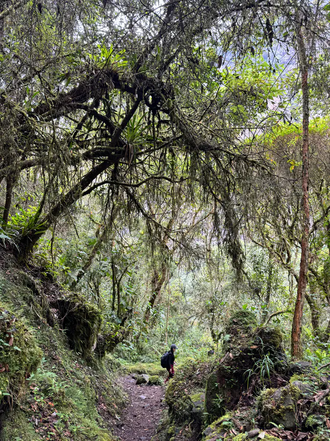 Sendero entre árboles cubiertos de musgo con un caminante a la distancia